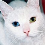 <b>양쪽</b> 눈 색깔이 다른 신비한 오드아이
