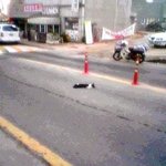 ♣사진有] 제가 그 고양이를 <b>봉지</b>에 싸서 버린 사람입니다