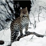 우리나라에 살았던 <b>맹수</b>들