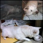 우리집 누워서 밥먹는 <b>유선</b>이를 소개합니다!