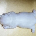 <b>발바닥</b>짤로 유명했던 강아지!벌써 이렇게 컸네요ㅎㅎ