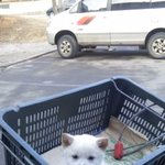 별난손님들(사진有)