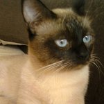 <b>통영</b> 죽림에서 잃어버린 샴 고양이 찾습니다,.