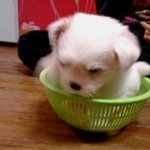 ♥우리<b>집</b>강아지 귀엽졍 <b>사진</b>有