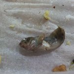 물고기와<b>홍합</b>의아찔한사랑