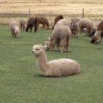 중견기업 사장을 성폭행 혐의로 고소한 화제의 <b>l양</b>..