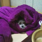찾았어요~~~ 일하는 곳으로 돌아온 우리의 새라 ㅠㅠ
