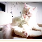얼짱고양이 <b>환희</b>!!ㅋㅋ