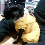 개와 인연 - -;