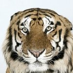 줄무니의 중요성? 호랑이들의 <b>증명</b>사진
