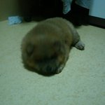 엄마가말도없이강아지를버렸어요..ㅠ0ㅠ