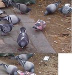 [사진有] 분홍<b>깃털</b> 비둘기를 봤어요.