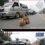 긴말안할게 개도 우정이있고 <b>의리</b>가있다.