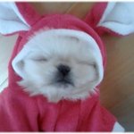 강아지 <b>박사</b>님(?)들 도와주세요~