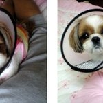 유학생활하시는<b>분</b>들중에,,<b>한국</b>에 애완견 있으신<b>분</b>들?