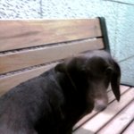 닥스훈트 (약3살) 잃어버리신분고속터미널역 5번출구 <b>래미안</b>퍼스티지...