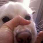 레알 대박)강아지가 다혈질이에요(사진有)