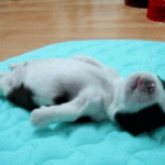 나 <b>자러</b>갈래