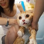 고양이를 <b>목욕</b>시키는 방법들