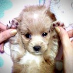 일주일동안 강아지에게 100만원가까이 들였지만. 그저 미안함만