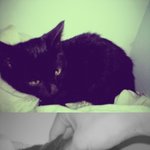 사진有) 울집 <b>검정</b>고양이의 매력~