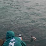 낚싯대로 갈매기잡다