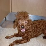 집에서 강아지 미용해주다가..[사진有]