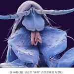 곤충 머리 <b>확대</b>하니 외계인이?