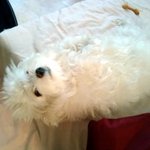 (사진有) 강아지 <b>미용</b>의 중요성 ㅋㅋㅋㅋㅋㅋ