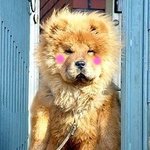 <b>사자</b>야 개야?