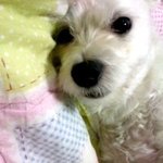 마산*흰둥이주인보세요 흰둥이사진도있어요