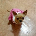 [<b>마산</b>] 강아지를 찾아주세요! (치와와)