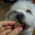 강아지데리고 전철로 이동하다가..-_-