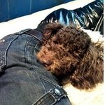 ss501 김형준네 개 '쪼꼬'의 특이한 패션ㅋㅋㅋ