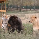 동물의 왕들 연합, <b>한지붕</b> 세가족