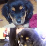 <b>닥스</b>일까요? 아니면 코커스페니얼 일까요?