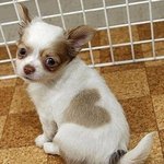 사랑의 <b>증표</b>, 이것도 유전?