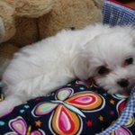 울강소2탄!! 돌아온 톡견~ 가을이에요~!^^