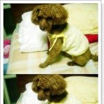 연수구 <b>청학동</b> 갈색푸들 찾아요