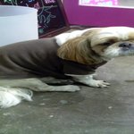 홍대(서교동) 거리에서 <b>시츄</b>를 부워 보관중이에요!!