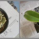 봄 맞이 미니화분 만들기!! 다 마시고 난 음료 캔으로 ㅋㅋ