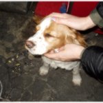 서면 먹자골목의 즐겁고.. 슬퍼보였던 강아지(사진有)