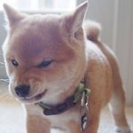 이것이 바로 레알 <b>짐승돌</b>~