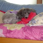 멍멍랜드 애견훈련소의 <b>부주의</b>로 강아지를 잃어버렸습니다.