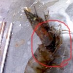 럴수럴수 이런<b>새우</b>따위 (사진 有)