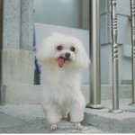 강아지를 찾습니다.  <b>분실</b>지역 -안양시 호계1동-