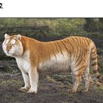 세계 <b>멸종</b> 위기 동물들