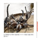 재미있네여 에버랜드 초식 사파리 이벤트 ㅎ