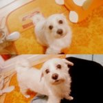 [사진有] 사랑하는 저희집 말썽쟁이 개 두마리를 소개합니다~♡