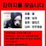 중구 문화동(충대병원) 말티즈 (남아 8개월) 아가이름은 별<b>이입</b>